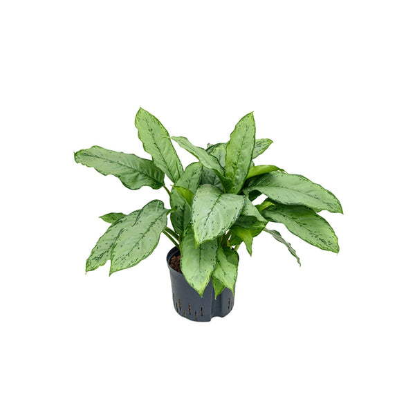 Aglaonema