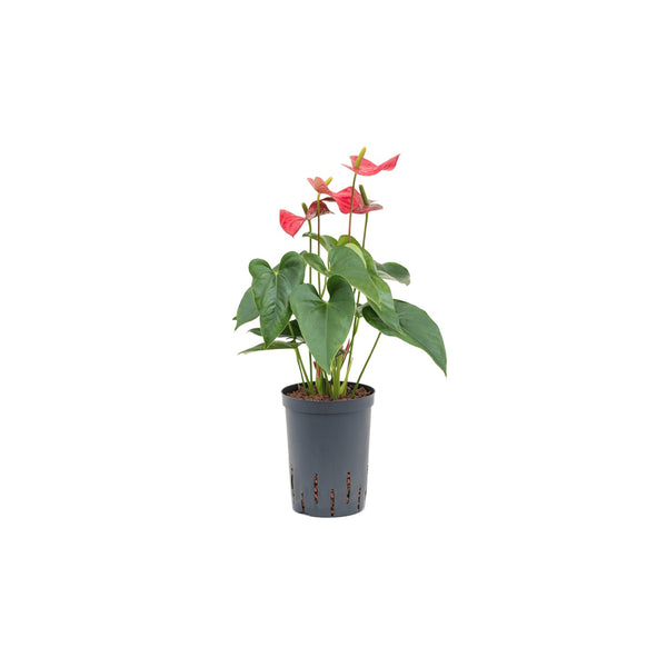 Anthurium Red