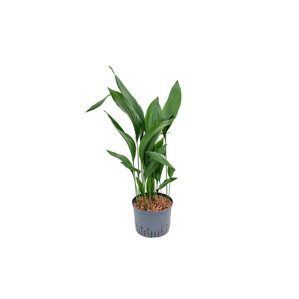 Aspidistra Eliator