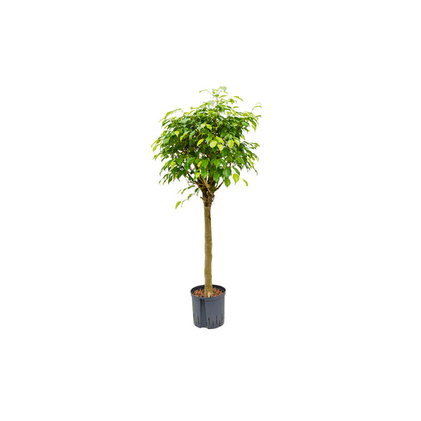 Ficus Benjamina