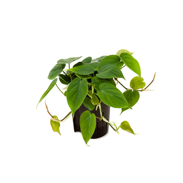 Philodendro Scandens