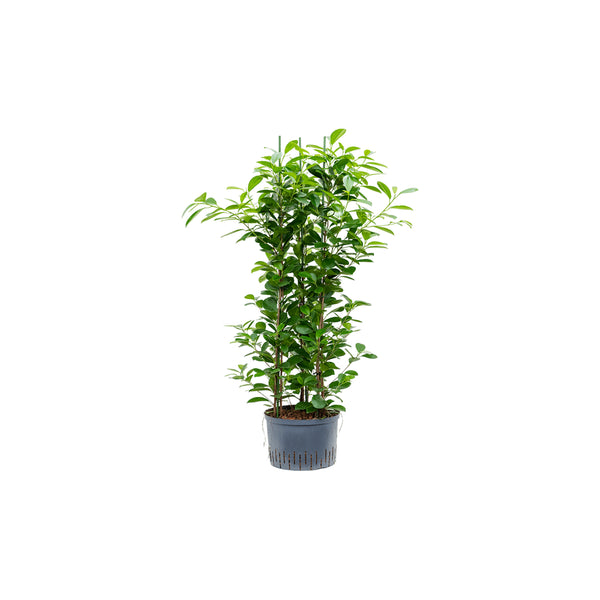 Ficus Microcarpa