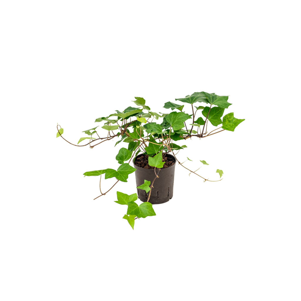 Hedera Montgomery  idrocoltura