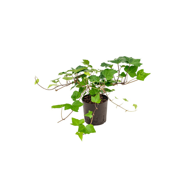 Hedera Montgomery