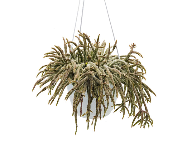 Rhipsalis Pilocarpa