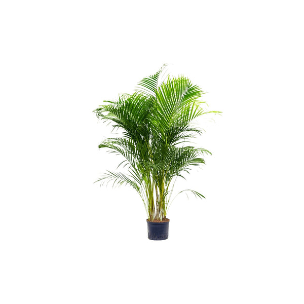 Areca Lutescens