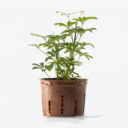 Schefflera Arboricola (solo pianta)