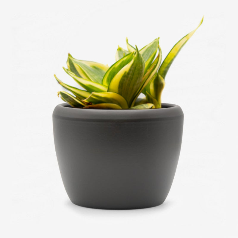 Sansevieria Hahnii gelb