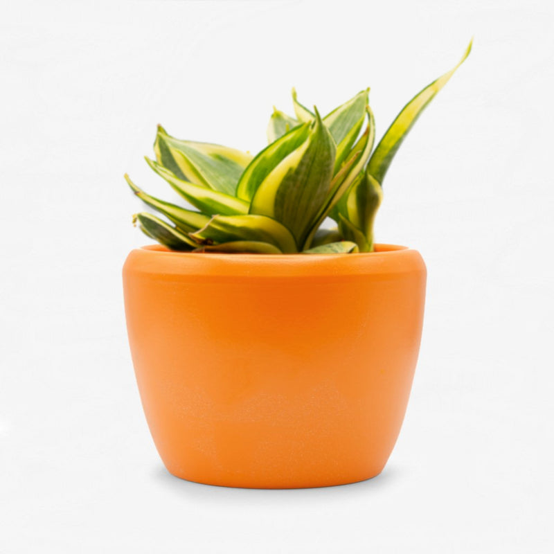 Sansevieria Hahnii gelb