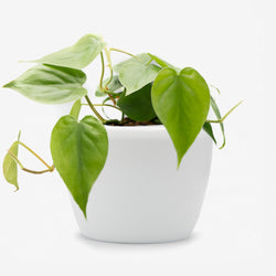 Philodendro Scandens