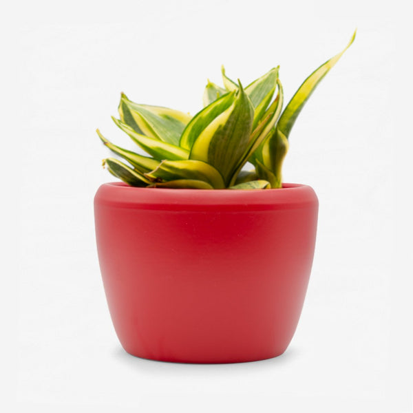 Sansevieria Hahnii gelb