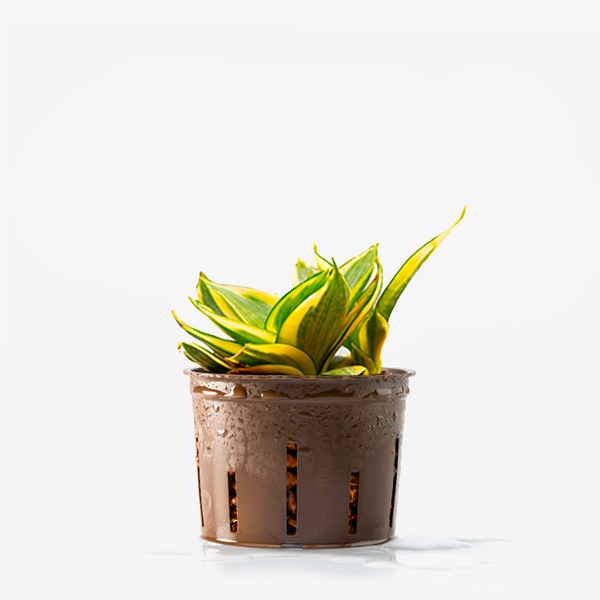 Sansevieria Hahnii gelb (solo pianta)