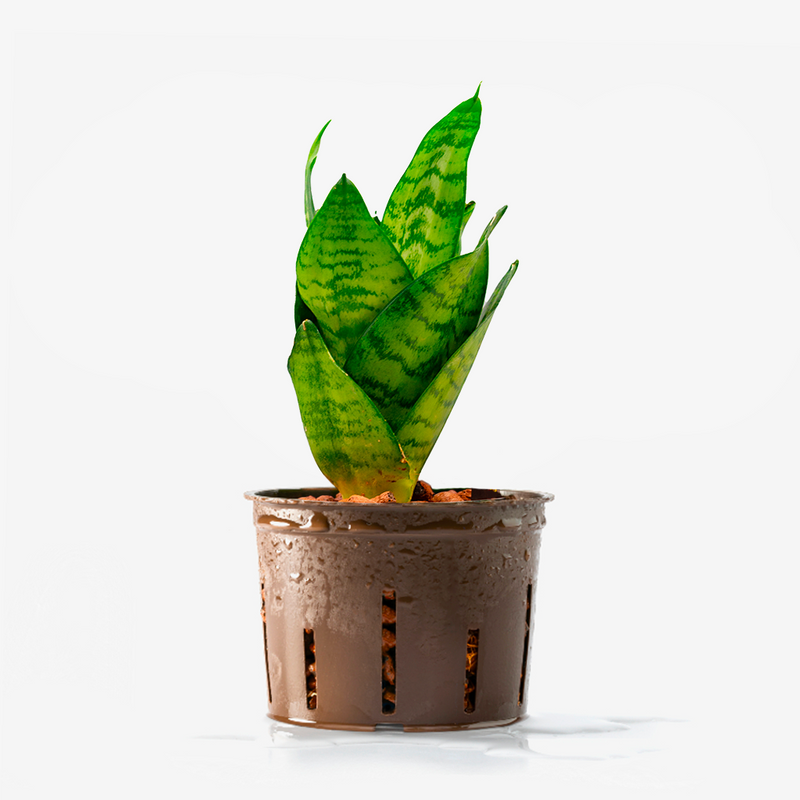 Sansevieria Hahnii green (solo pianta)