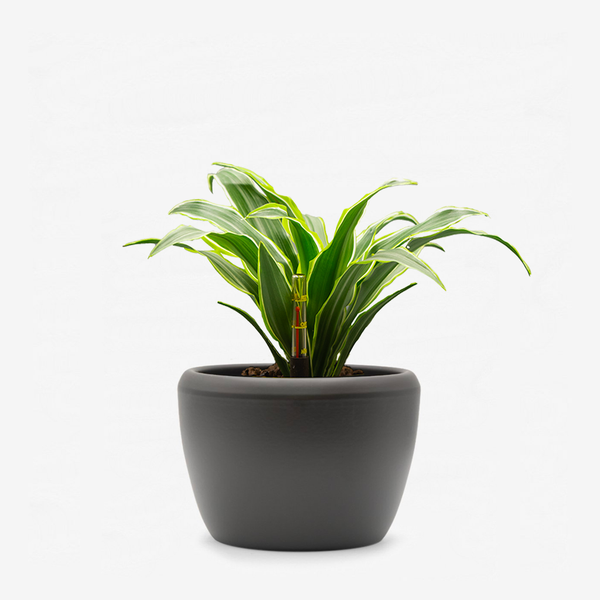 Dracaena Surprise