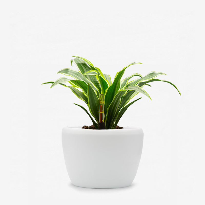 Dracaena Surprise