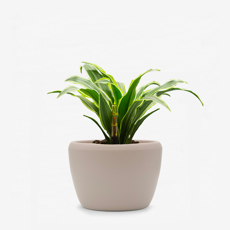 Dracaena Surprise