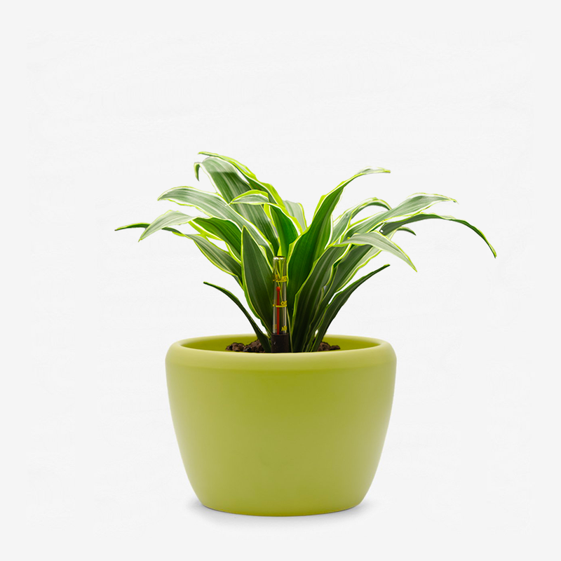 Dracaena Surprise