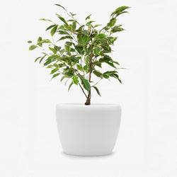 Ficus Benjamina Samantha