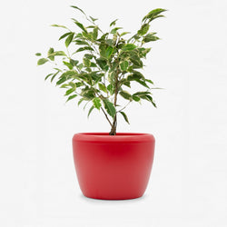 Ficus Benjamina Samantha