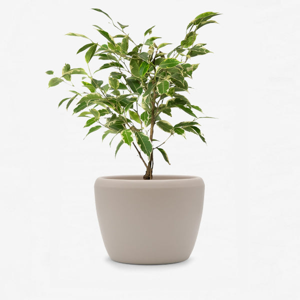 Ficus Benjamina Samantha