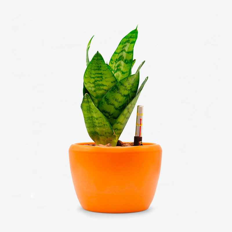 Sansevieria Hahnii green