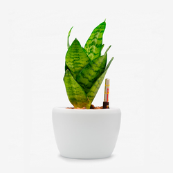 Sansevieria Hahnii green
