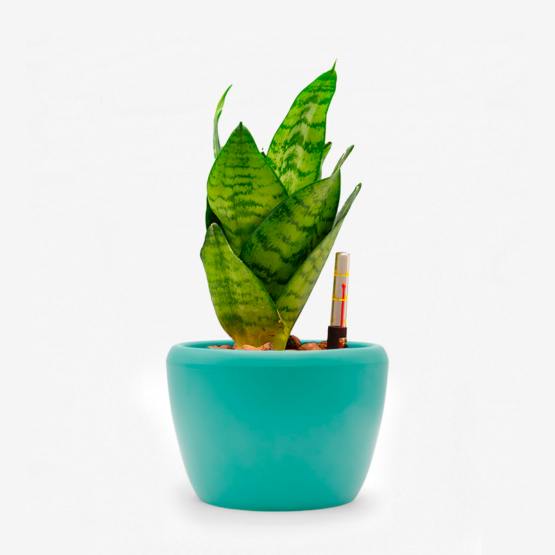 Sansevieria Hahnii green